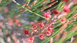 Image of Allocasuarina emuina L. A. S. Johnson