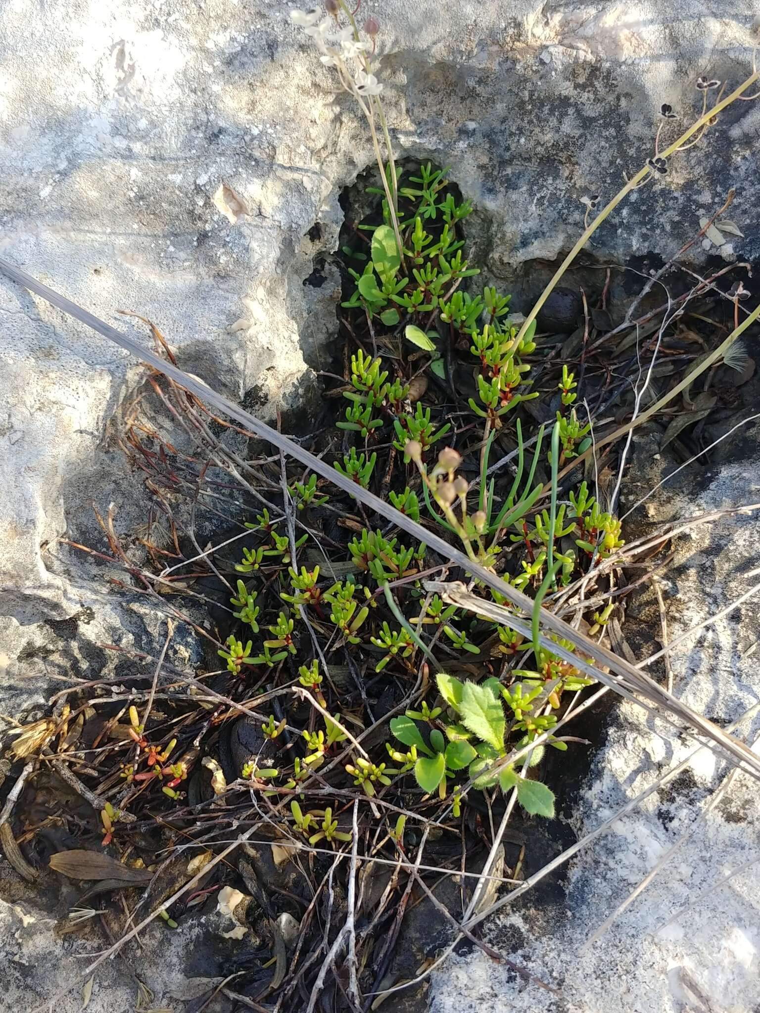 Image of Crassula vaillantii (Willd.) Roth