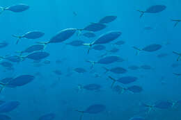 Image of Herring Scad