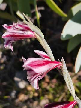 Image of Gladiolus guthriei F. Bolus