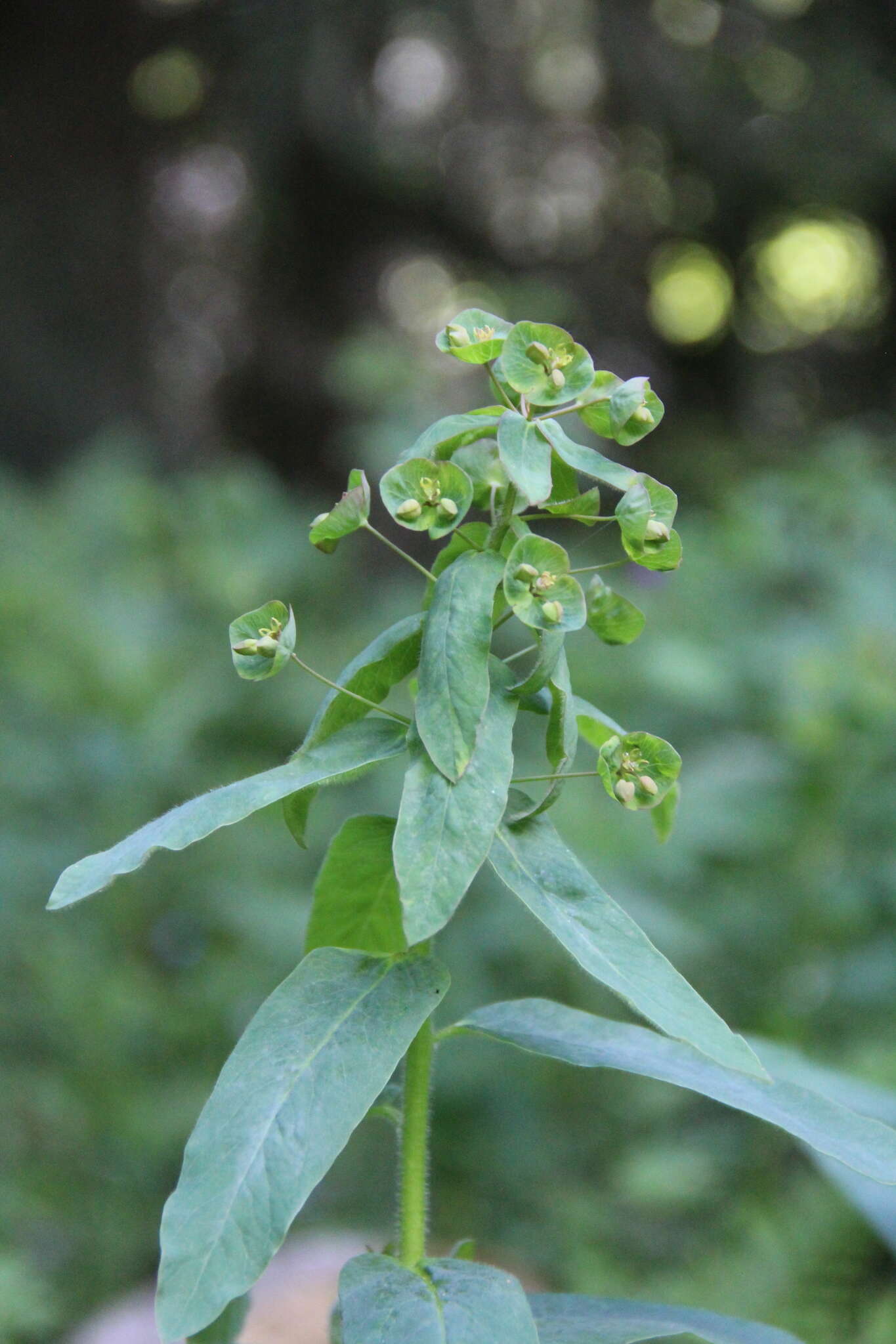 Image of Euphorbia oblongifolia (K. Koch) K. Koch