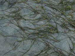 Image of Dwarf-Eel-Grass