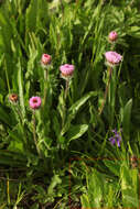 Imagem de Cirsium simplex C. A. Mey.