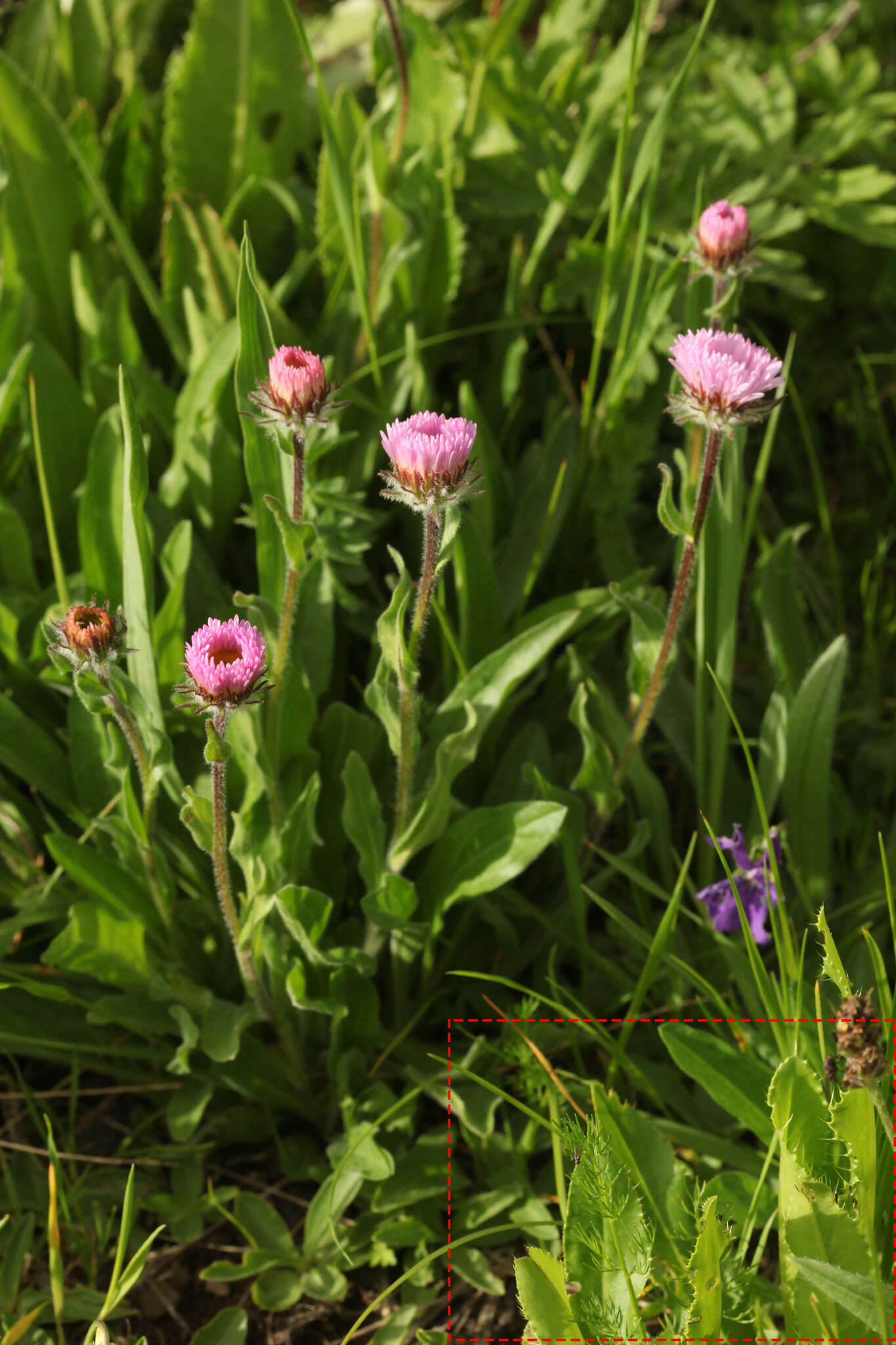 Imagem de Cirsium simplex C. A. Mey.