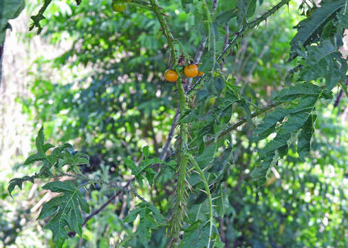 Слика од Solanum atropurpureum Schrank