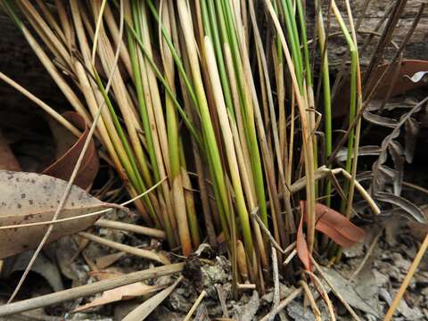 Слика од Juncus continuus L. A. S. Johnson