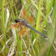 Image de Libellula jesseana Williamson 1922