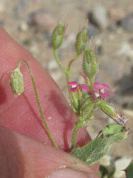 Image of broadleaf gilia