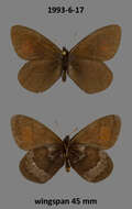 Erebia fasciata Butler 1868 resmi