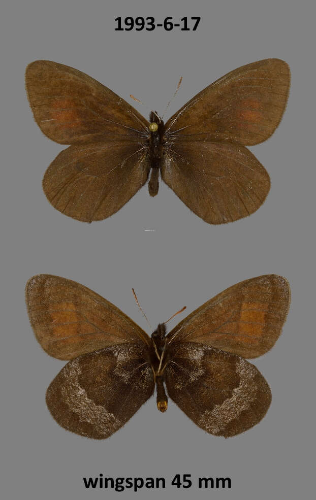 Erebia fasciata Butler 1868 resmi