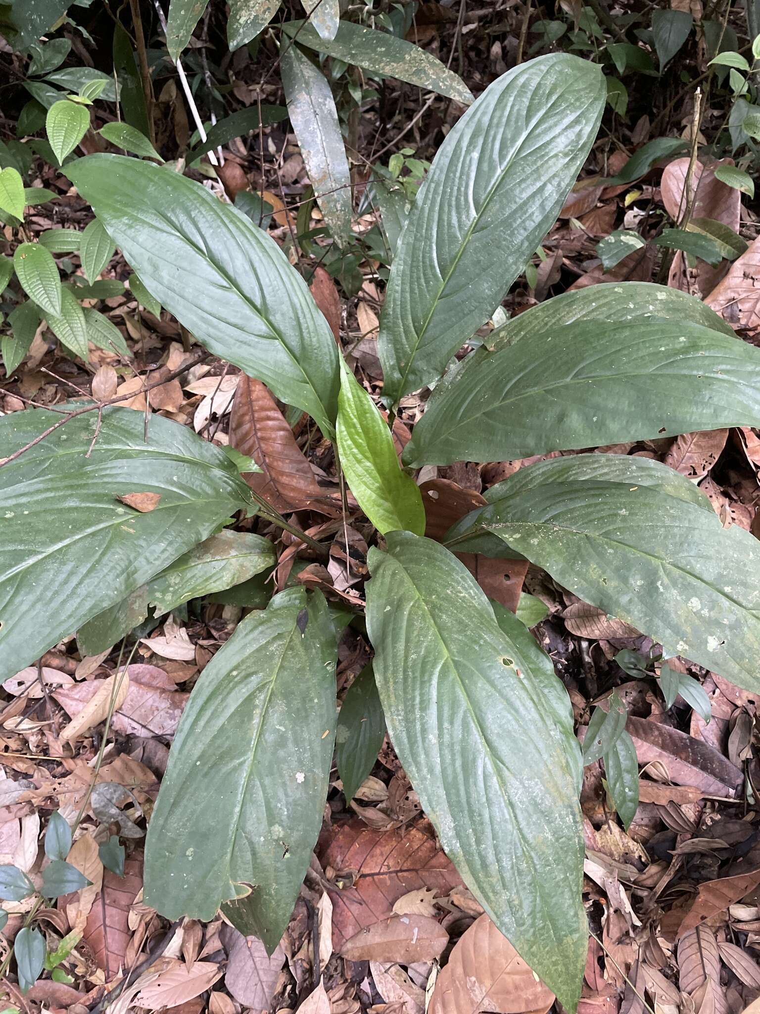 Image of Tacca integrifolia Ker Gawl.