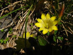 Image of Gentiana scabrida Hayata