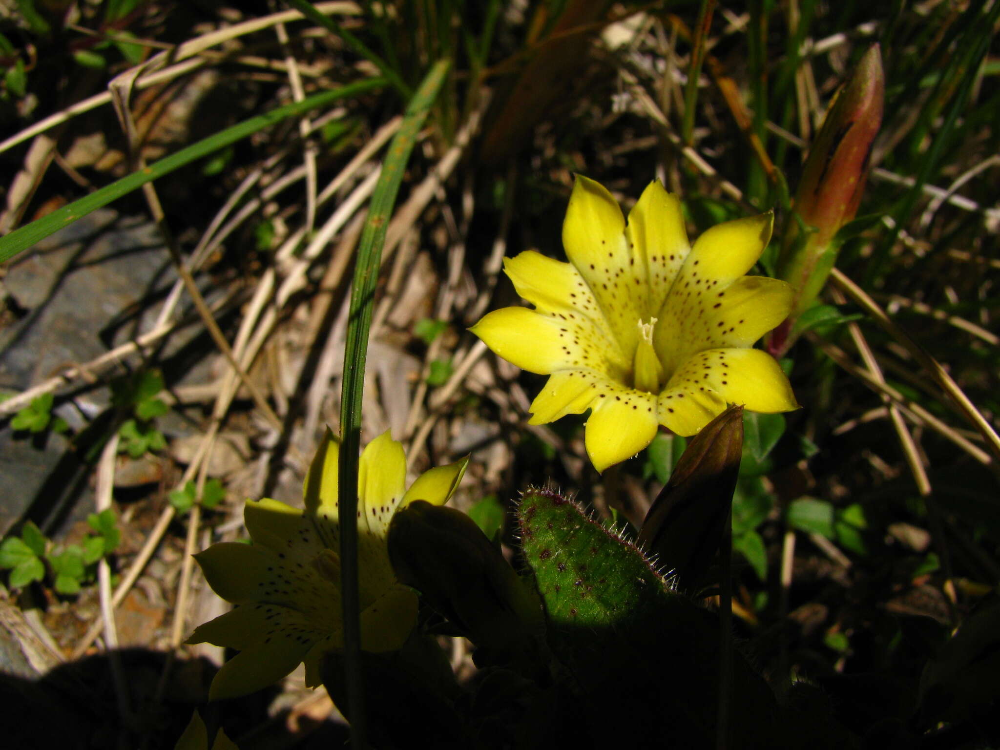 Image of Gentiana scabrida Hayata