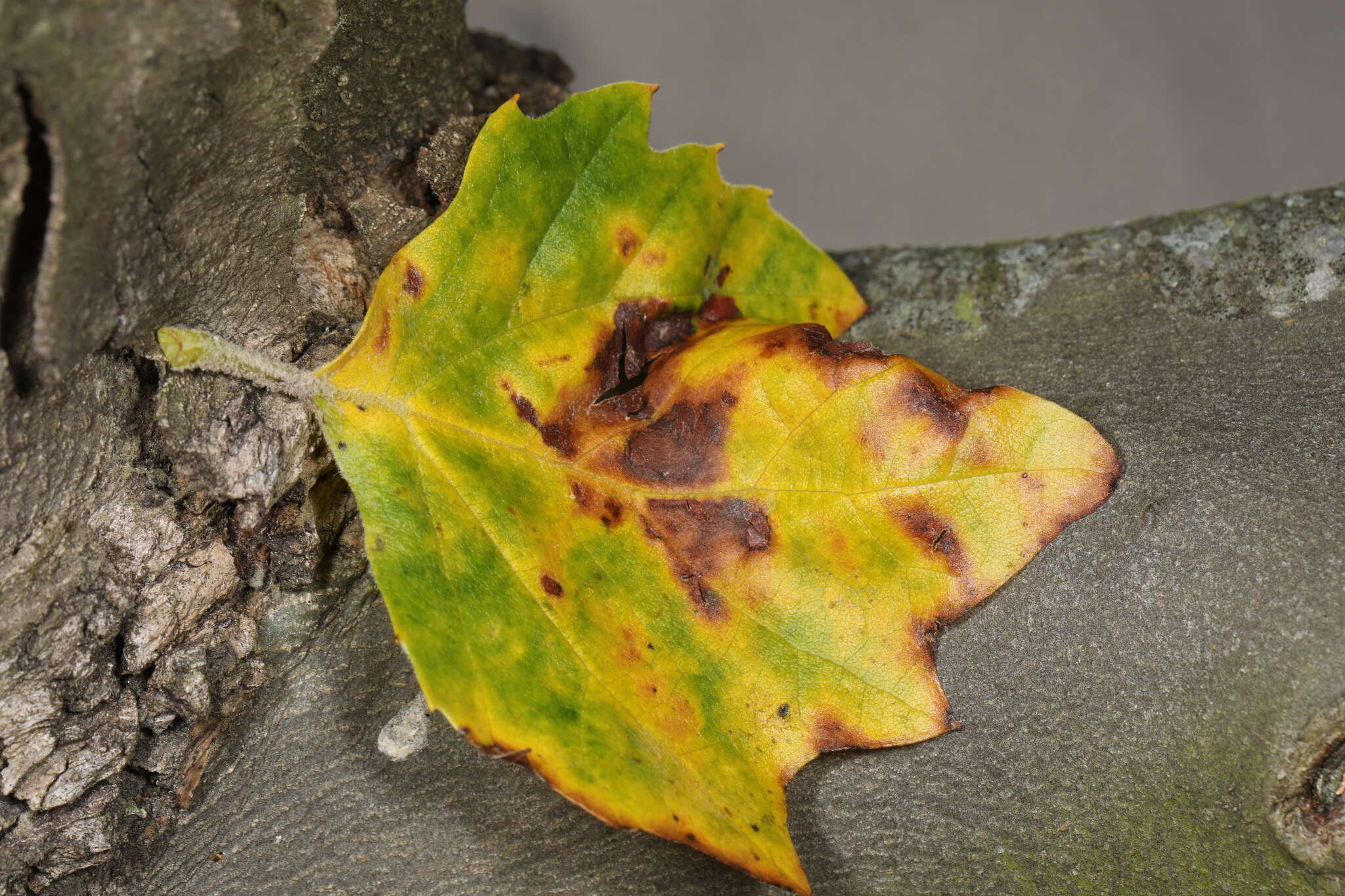 Image of Plane anthracnose