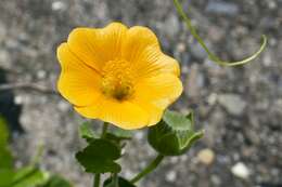 Imagem de Abutilon guineense (Schumach.) E. G. Baker & Exell