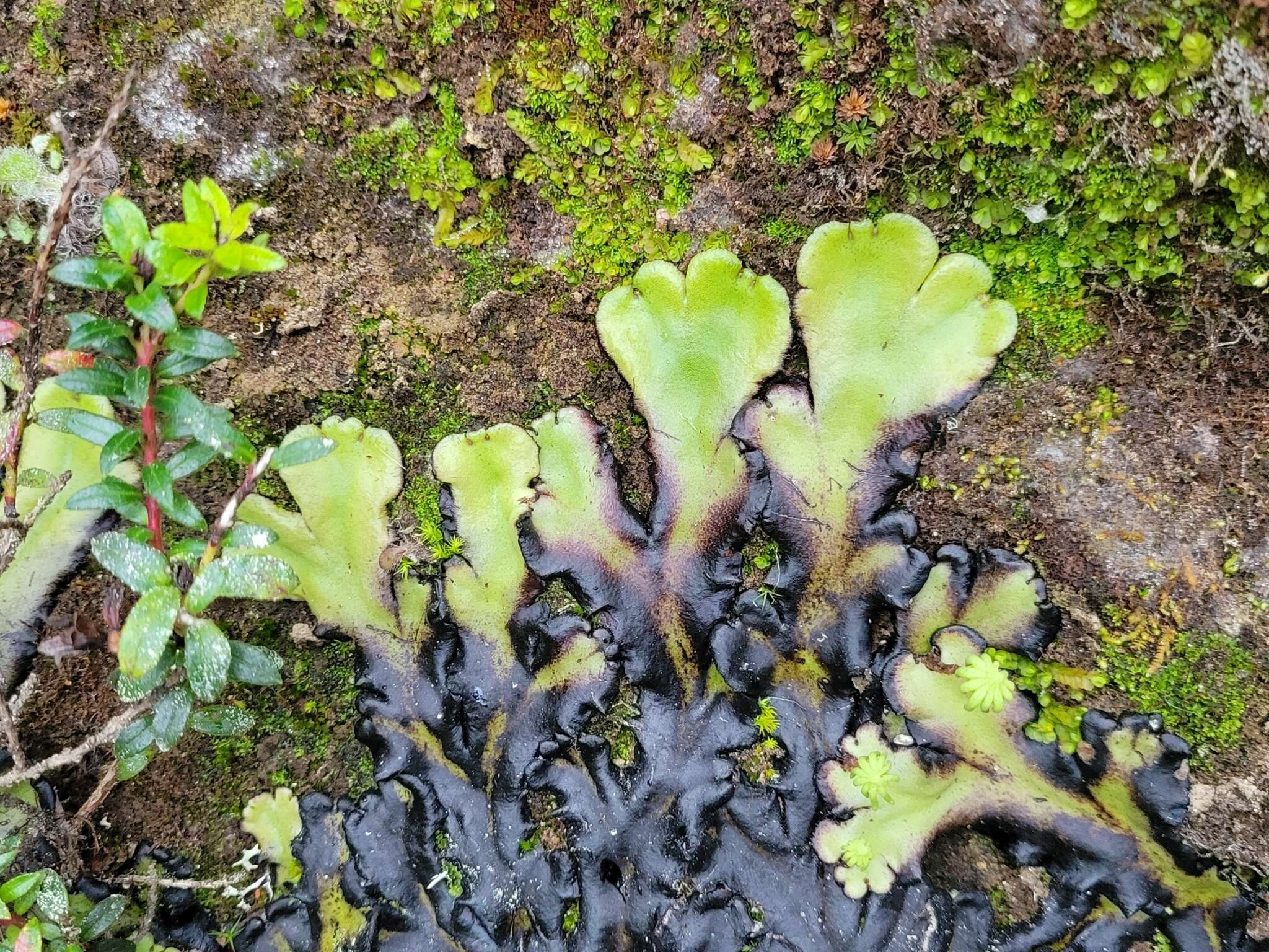 Image of Marchantia plicata Nees & Mont.