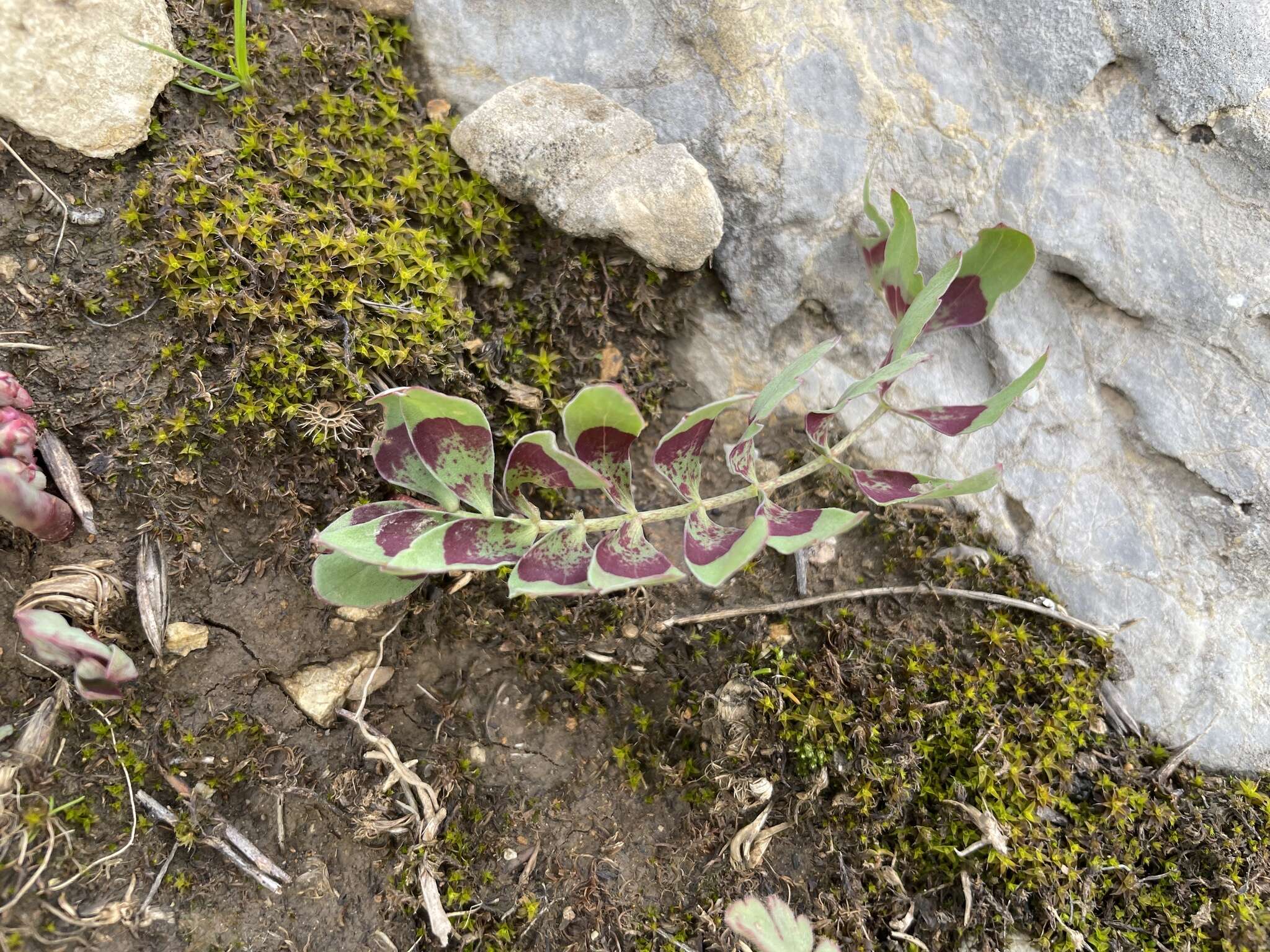 Image of Bongardia chrysogonum (L.) Sp.