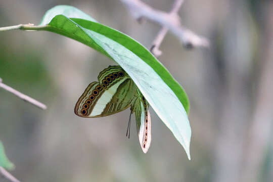 Image of Cyrestis biaka