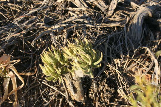 Image de Tylecodon reticulatus (L. fil.) H. Tölken