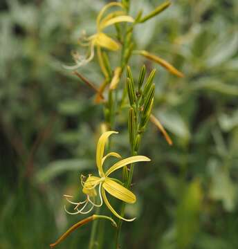 Image of Asphodeline liburnica (Scop.) Rchb.