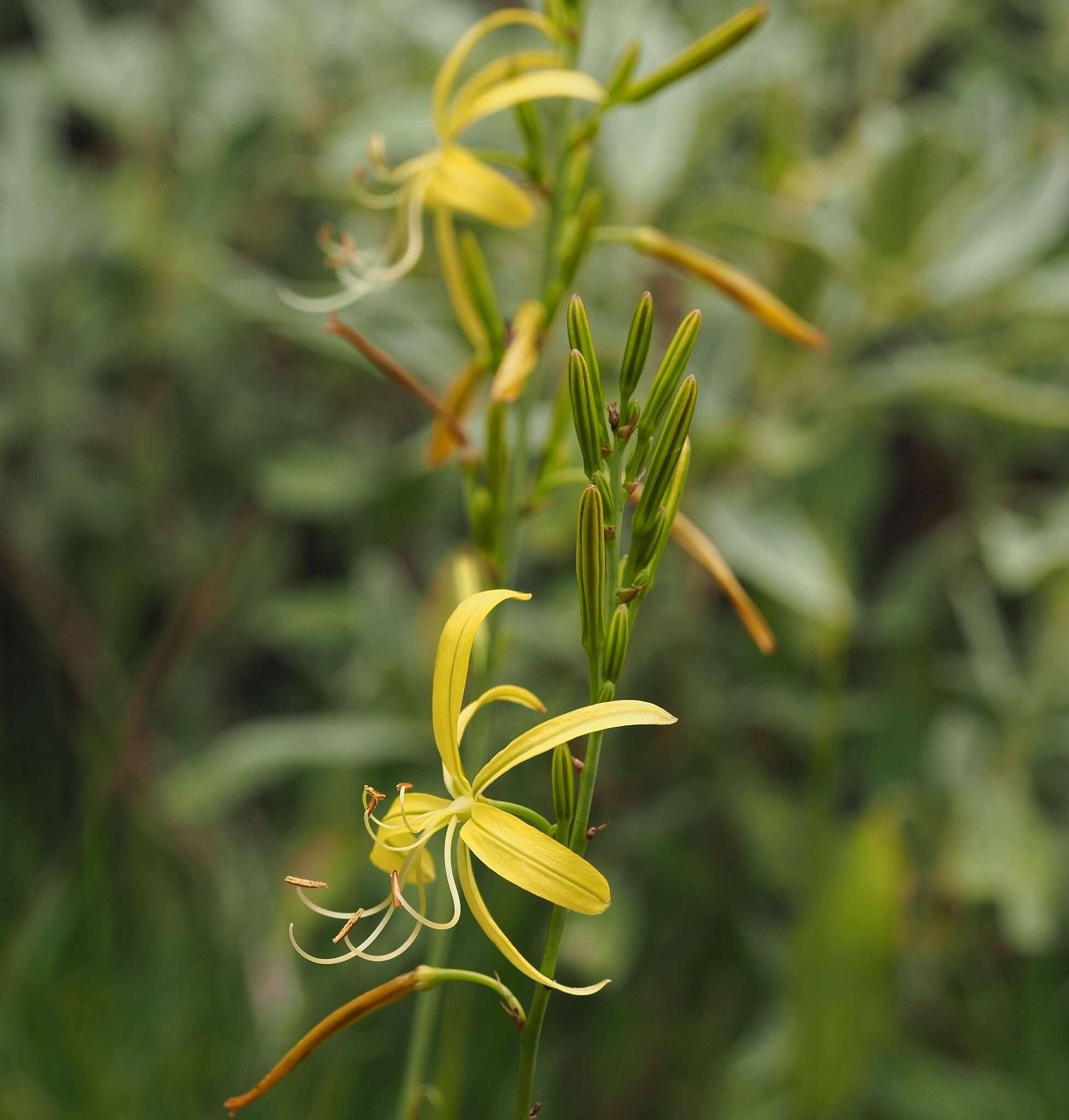 Image of Asphodeline liburnica (Scop.) Rchb.