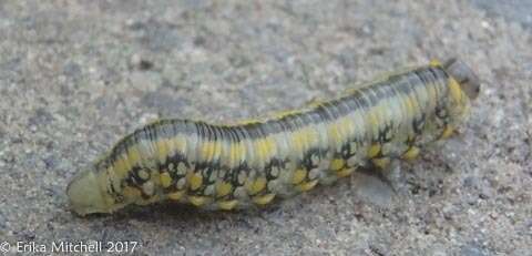 Image of Introduced Pine Sawfly