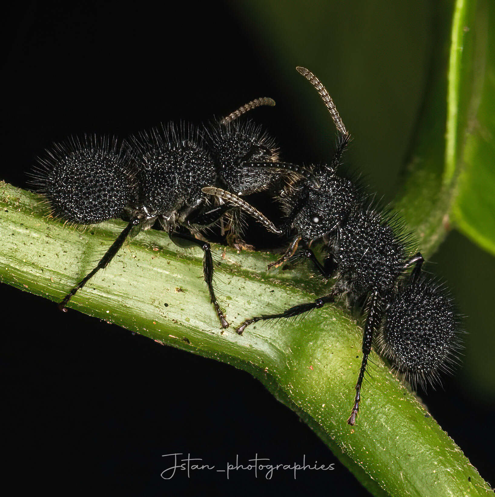 Image of Echinopla melanarctos Smith 1857