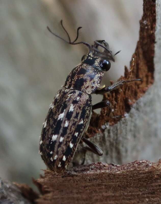 Image of Mitophyllus arcuatus Holloway 2007