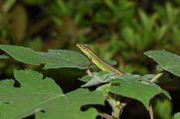 Image of China Grass Lizard