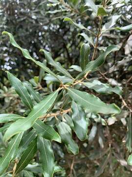 Sivun Euclea natalensis subsp. angustifolia F. White kuva