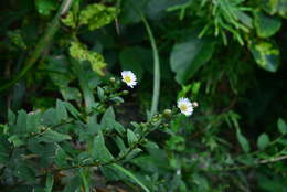 Image of Aster turbinatus S. Moore