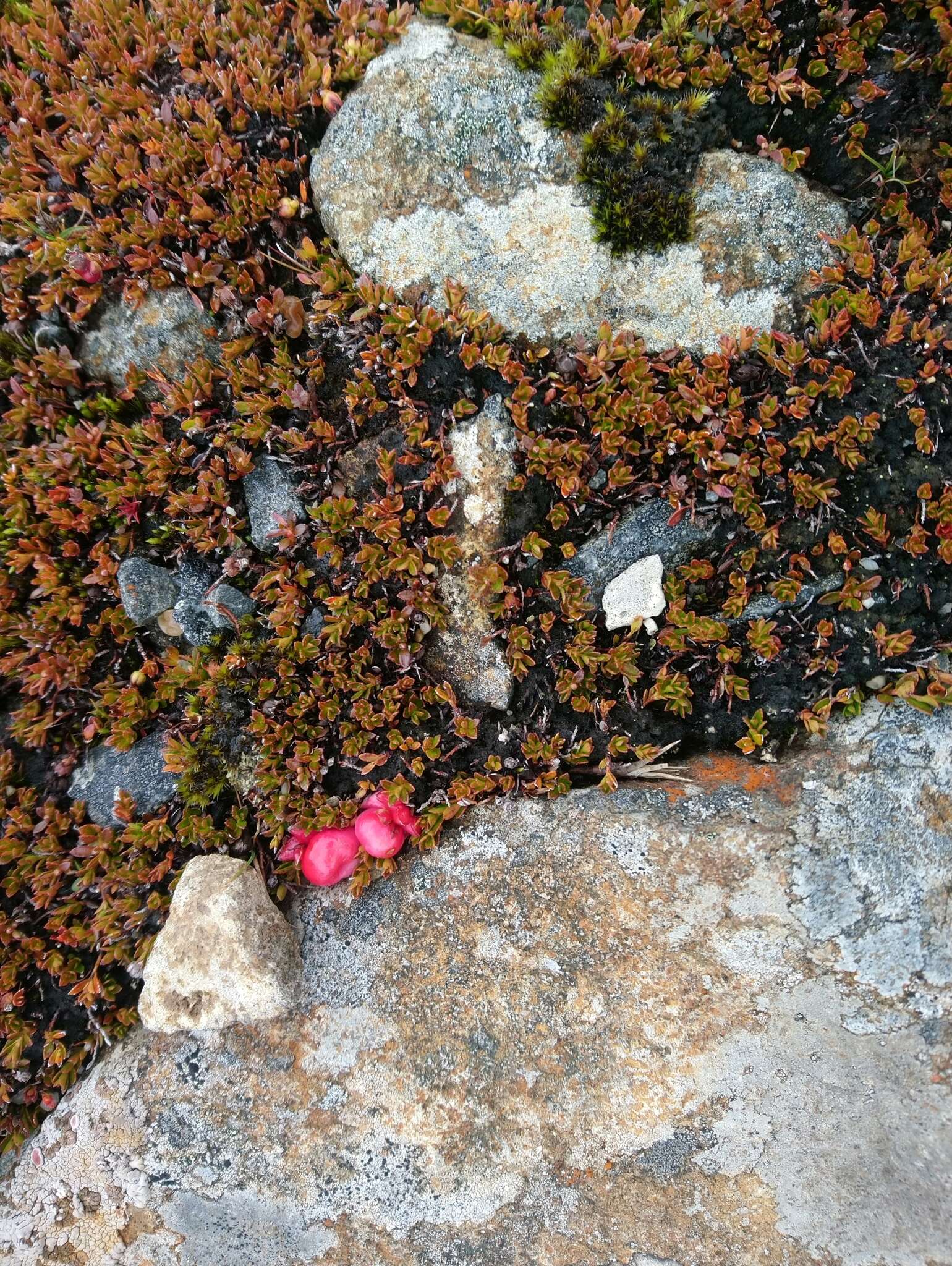 Image of Gaultheria tasmanica (Hook. fil.) D. J. Middleton