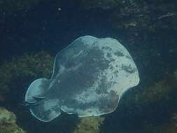 Image of coffin rays