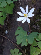 Image of bloodroot