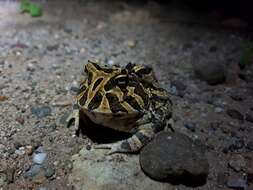 Imagem de Ceratophrys calcarata Boulenger 1890