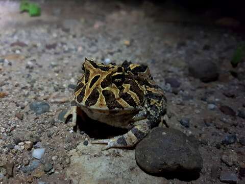 Image de Ceratophrys calcarata Boulenger 1890