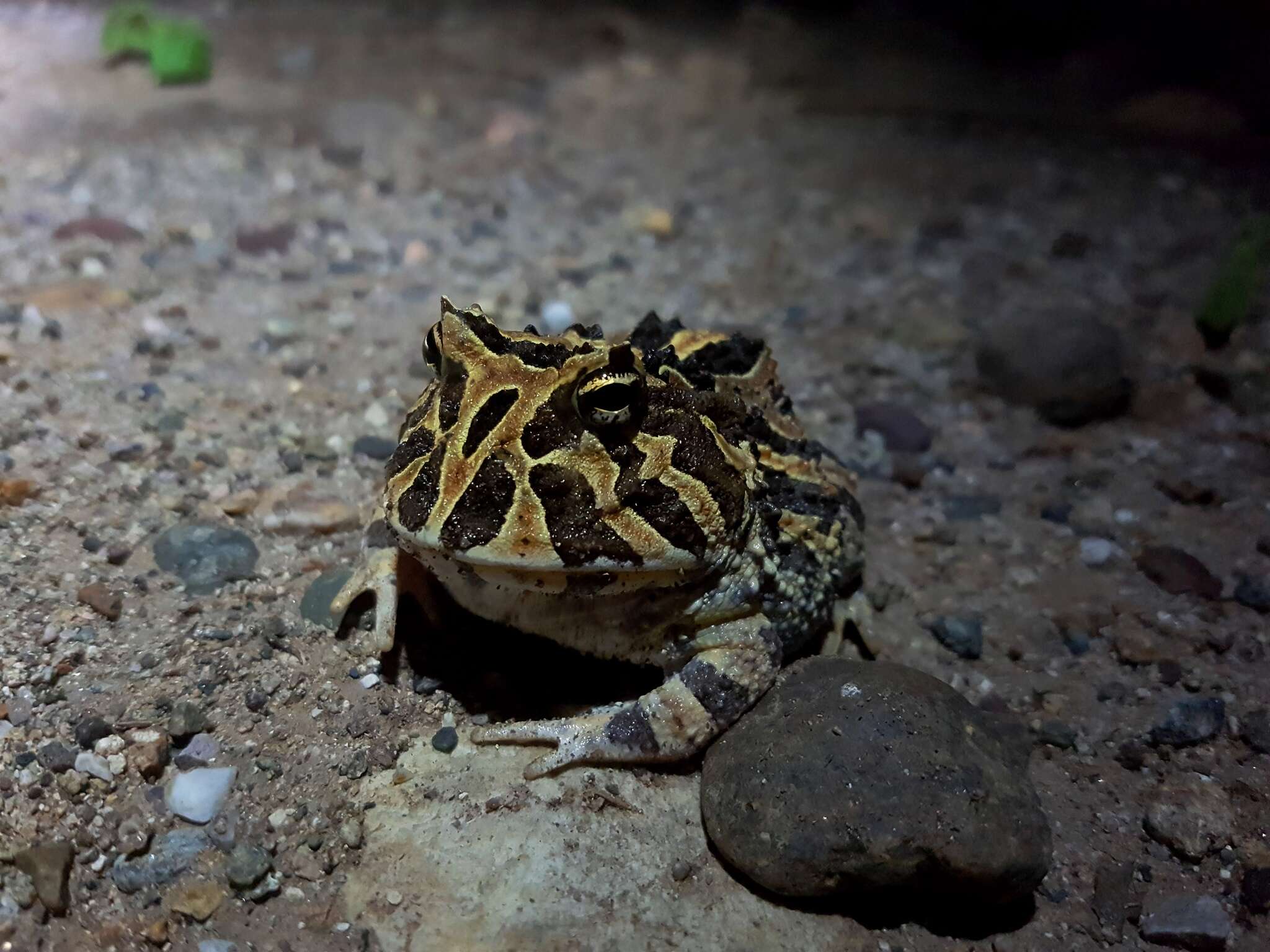 Imagem de Ceratophrys calcarata Boulenger 1890