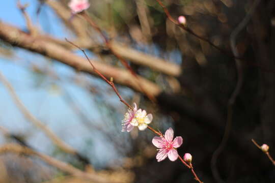 Prunus pogonostyla Maxim.的圖片