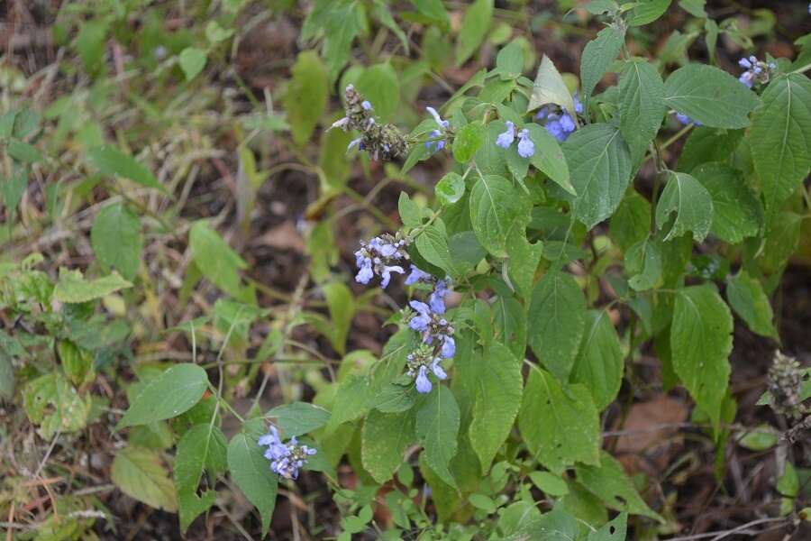 Image of Salvia connivens Epling