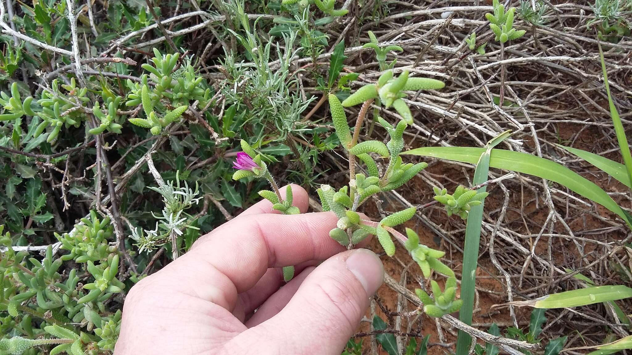 Imagem de Trichodiadema rogersiae L. Bol.