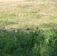 Image of Red-throated Pipit