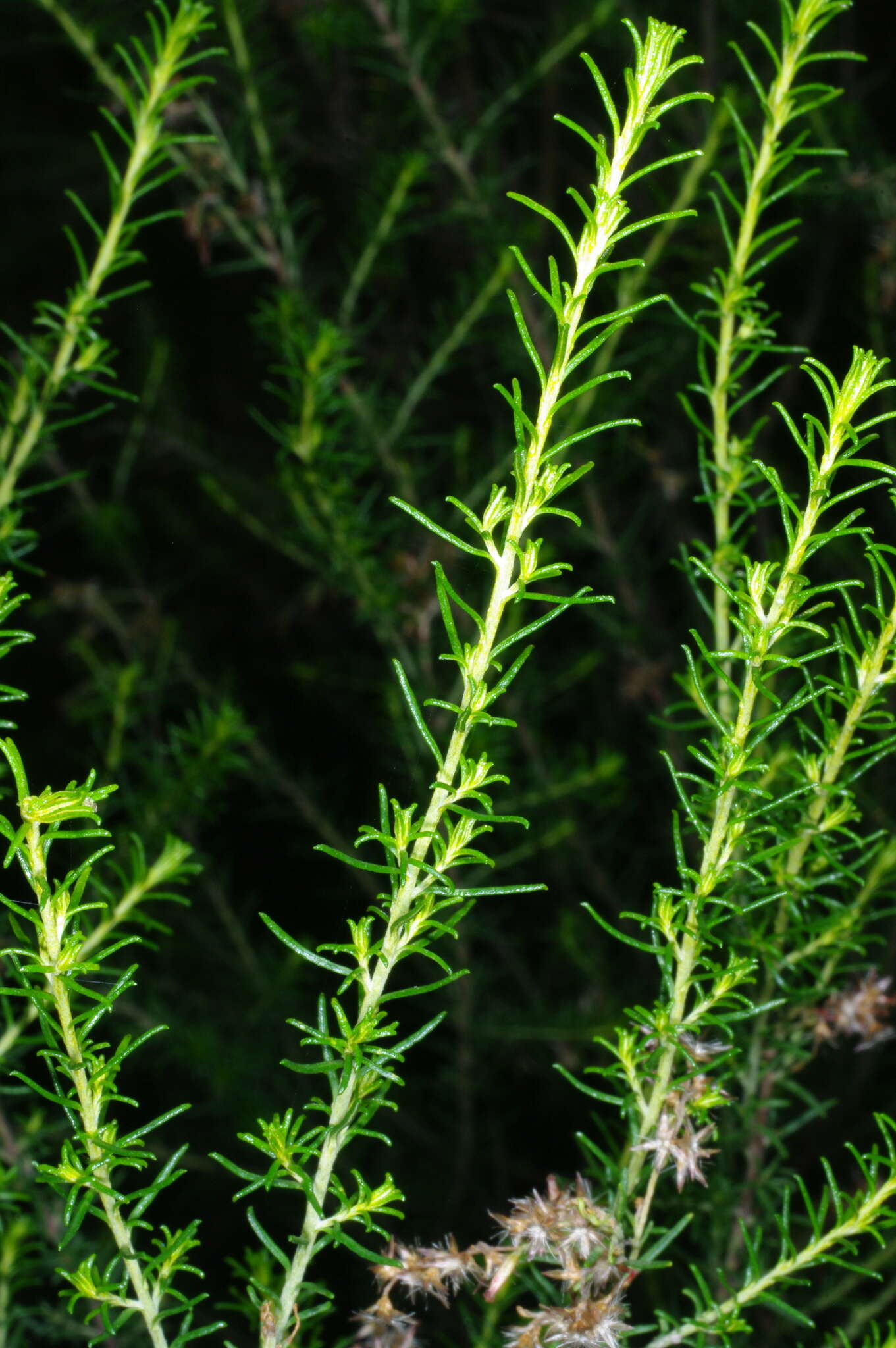 Image de Cassinia sifton Orchard