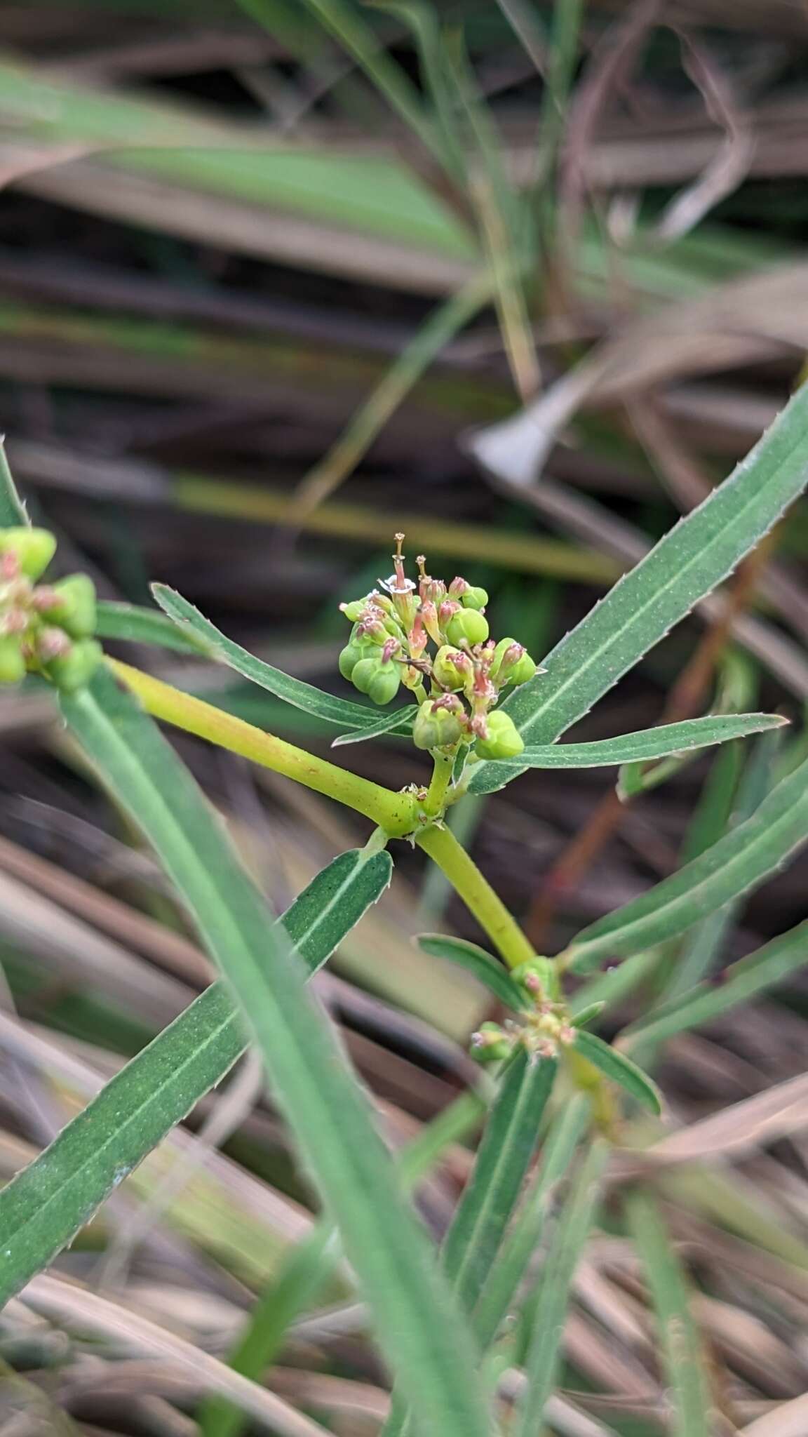 Imagem de Euphorbia bifida Hook. & Arn.