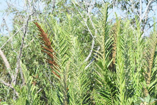 Image of giant leather fern