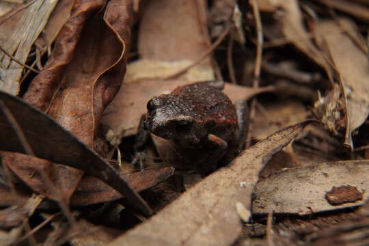 Image of Keferstein’s Toadlet