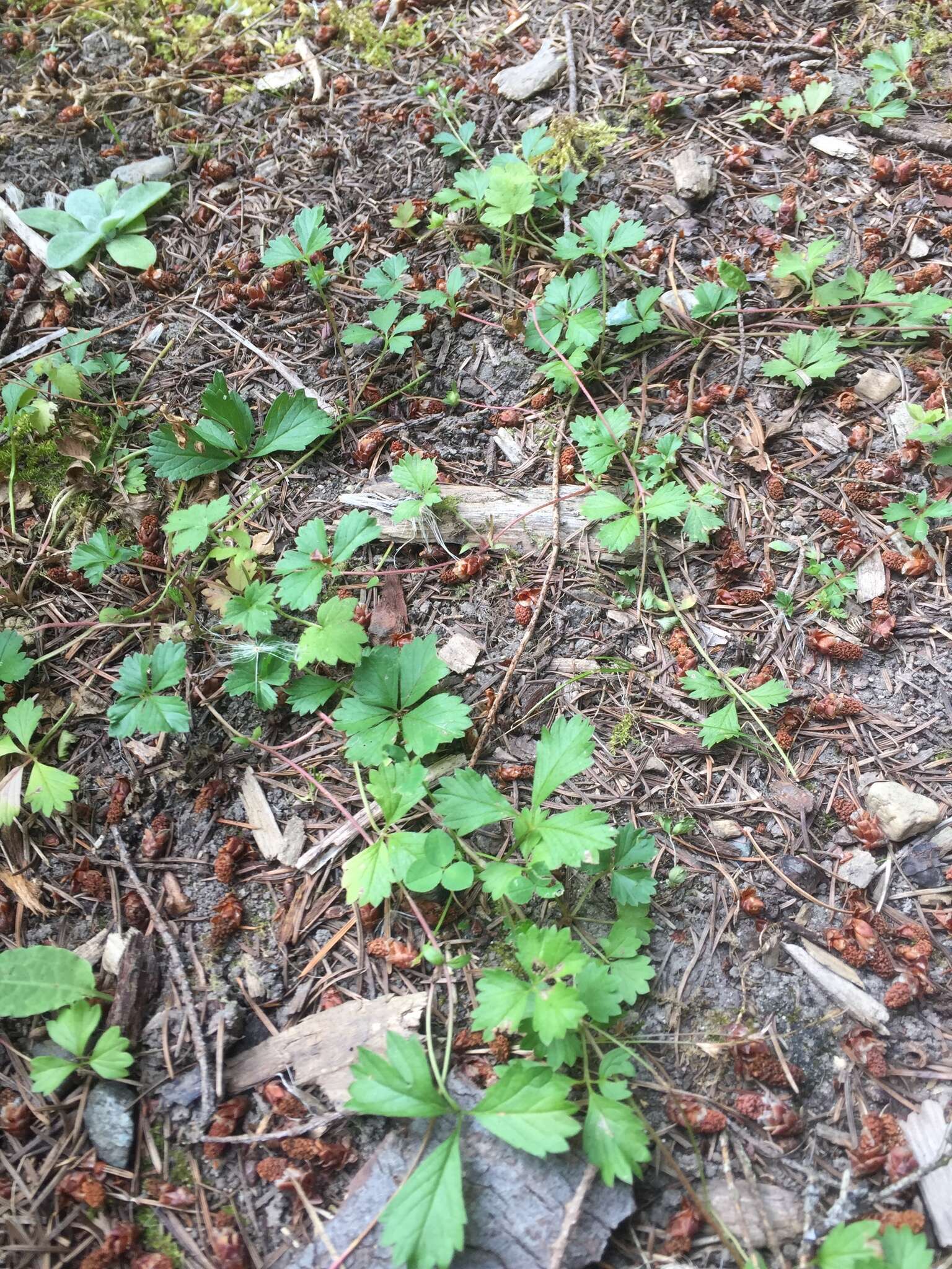 Image of English cinquefoil