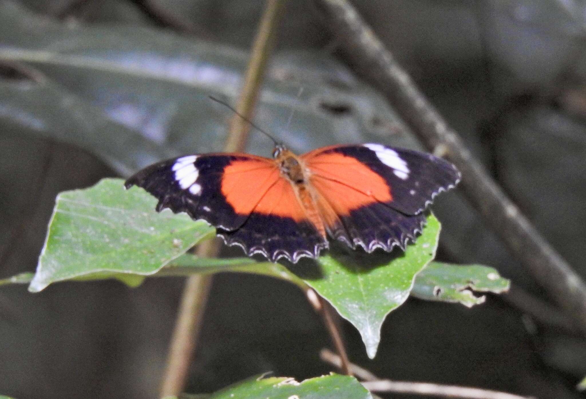 Imagem de Cethosia cydippe Linnaeus 1763