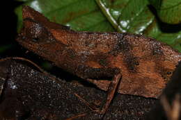 Image of Perinet Leaf Chameleon