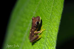 Image of Pink-sided Treefrog