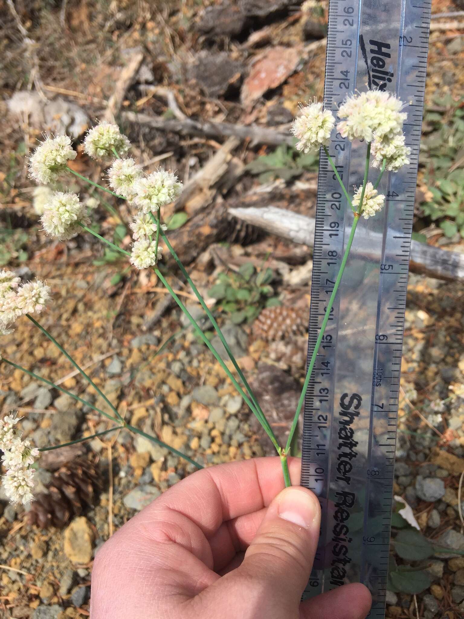 Eriogonum nudum var. nudum resmi